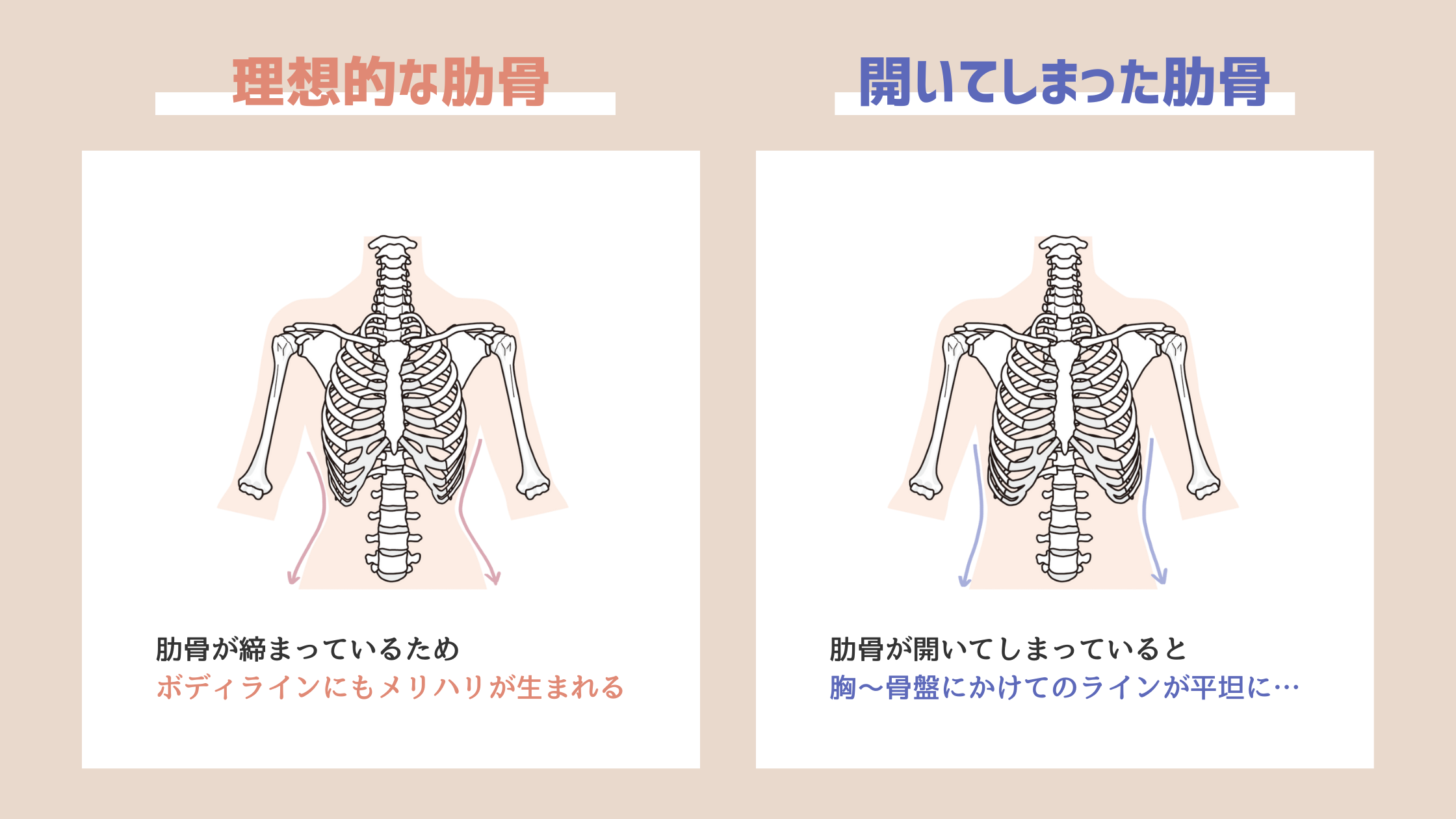 肋骨の開き具合によるくびれの有無